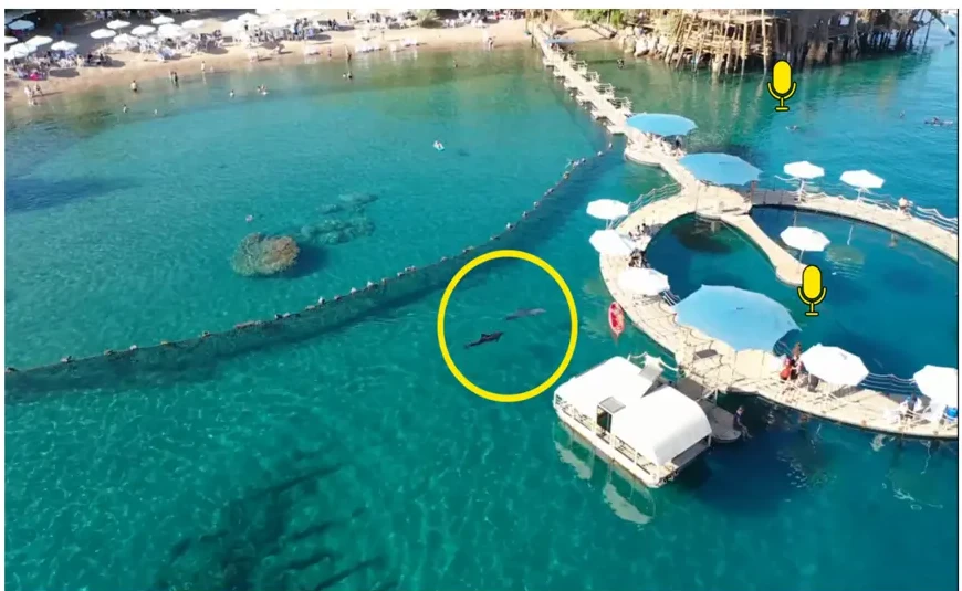 Dolphin Reef lagoon with hydrophone positions and a dolphin visible underwater