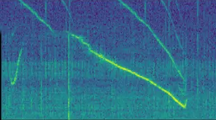Spectrogram of Dana's signature whistle
