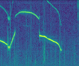Spectrogram of Luna's signature whistle