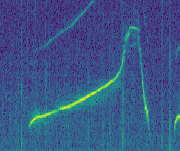 Spectrogram of Nana's rising signature whistle