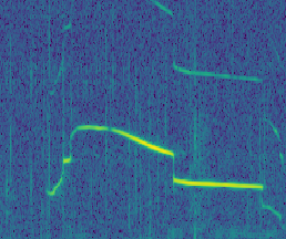 Spectrogram of Neo's signature whistle