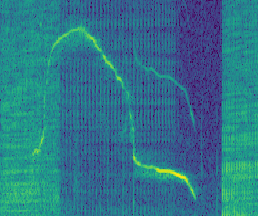 Spectrogram of Nikita's signature whistle