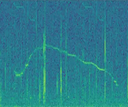 Spectrogram of non-signature whistle type 2