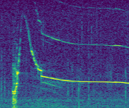 Spectrogram of non-signature whistle type 3