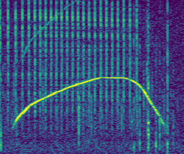 Spectrogram of Shy.s signature whistle
