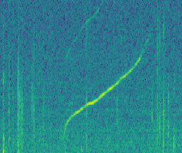 Spectrogram of Yosefa's signature whistle